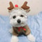 Cozy Elk Hooded Pet Sweater For Autumn And Winter Warmth 2