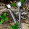 Titanium Long Handle Spork Spoon 3