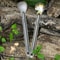 Titanium Long Handle Spork Spoon 4