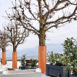 tree root and trunk protector