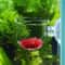 Acrylic Aquarium Plant Cup With Suction Holder 2