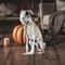 Realistic Skeleton Dog Halloween Statue 1