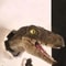 3D Wall Mounted Dinosaur Sculpture 3
