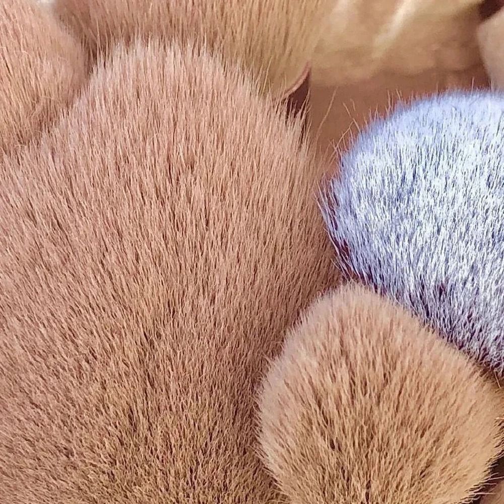 Professional 13 Piece Cosmetic Application System 3