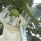 Convenient High Altitude Fruit Picker Device 2