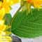 Floral Botanical Desktop Atmosphere Lamp 5