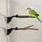 Avian Suction Cup Perch And Mobility Stand 0