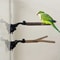 Avian Suction Cup Perch And Mobility Stand 0