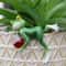 Creative Frog Resin Garden Planter 3
