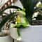 Creative Frog Resin Garden Planter 6
