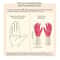 Two Color Durable Rubber Dishwashing Gloves 4