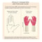 Two Color Durable Rubber Dishwashing Gloves 4