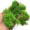 Premium Eternal Life Preserved Artificial Moss Grass 0