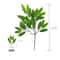 Silver Dollar Artificial Eucalyptus Greenery Stem 15