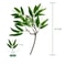 Silver Dollar Artificial Eucalyptus Greenery Stem 16