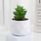 Evergreen Architectural Simulation Succulent Bonsai 10