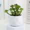 Evergreen Architectural Simulation Succulent Bonsai 11