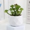 Evergreen Architectural Simulation Succulent Bonsai 11