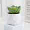 Evergreen Architectural Simulation Succulent Bonsai 12