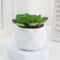 Evergreen Architectural Simulation Succulent Bonsai 13