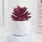 Evergreen Architectural Simulation Succulent Bonsai 15