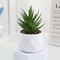 Evergreen Architectural Simulation Succulent Bonsai 8
