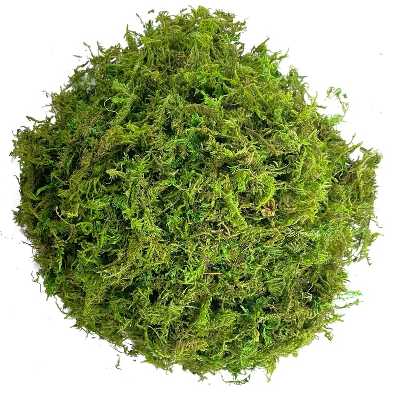 Botanical Architectural Simulated Evergreen Forest Moss 7