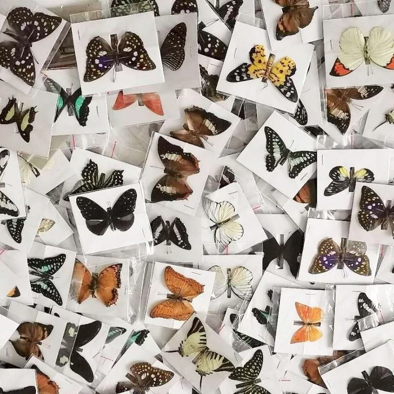 Natural Architectural Real Butterfly Specimen Collection 0