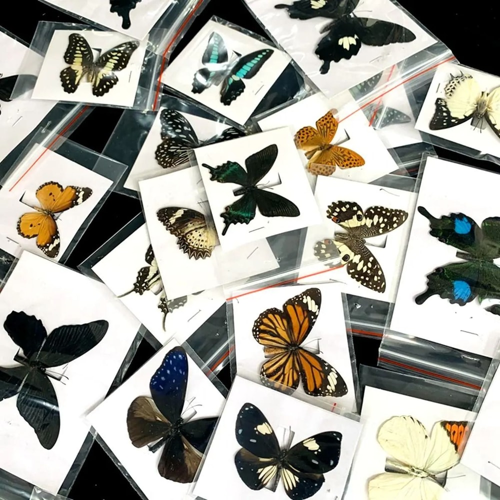Natural Architectural Real Butterfly Specimen Collection 1