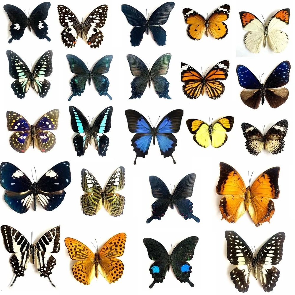 Natural Architectural Real Butterfly Specimen Collection 2