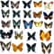 Natural Architectural Real Butterfly Specimen Collection 2