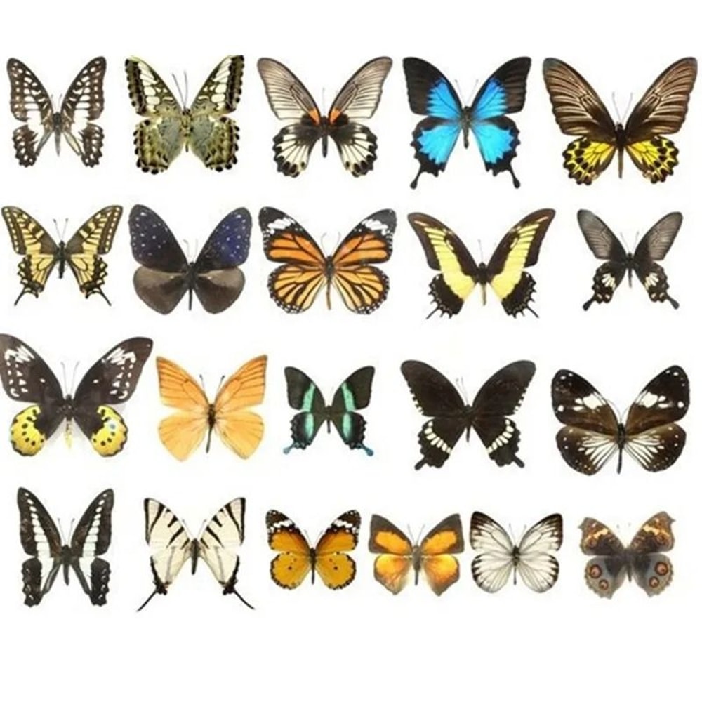 Natural Architectural Real Butterfly Specimen Collection 3
