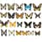 Natural Architectural Real Butterfly Specimen Collection 3