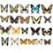 Natural Architectural Real Butterfly Specimen Collection 3