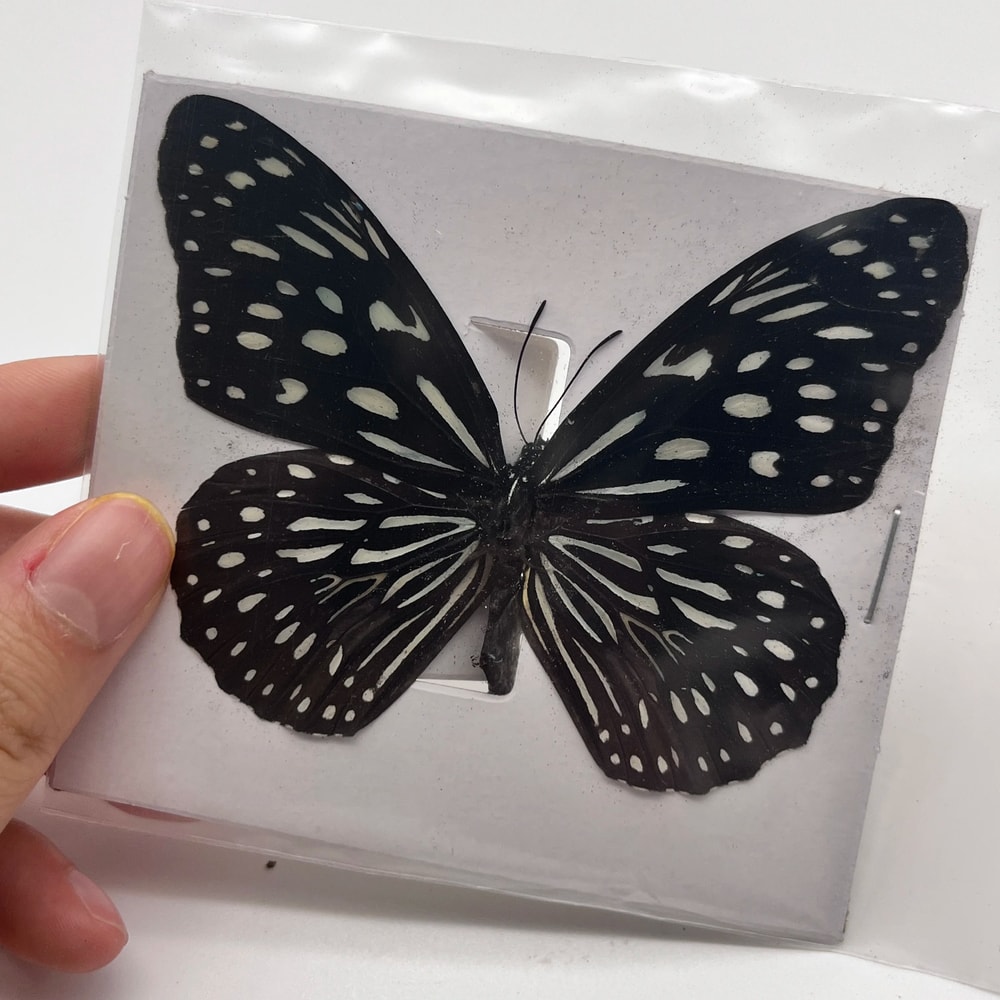 Natural Architectural Real Butterfly Specimen Collection 6