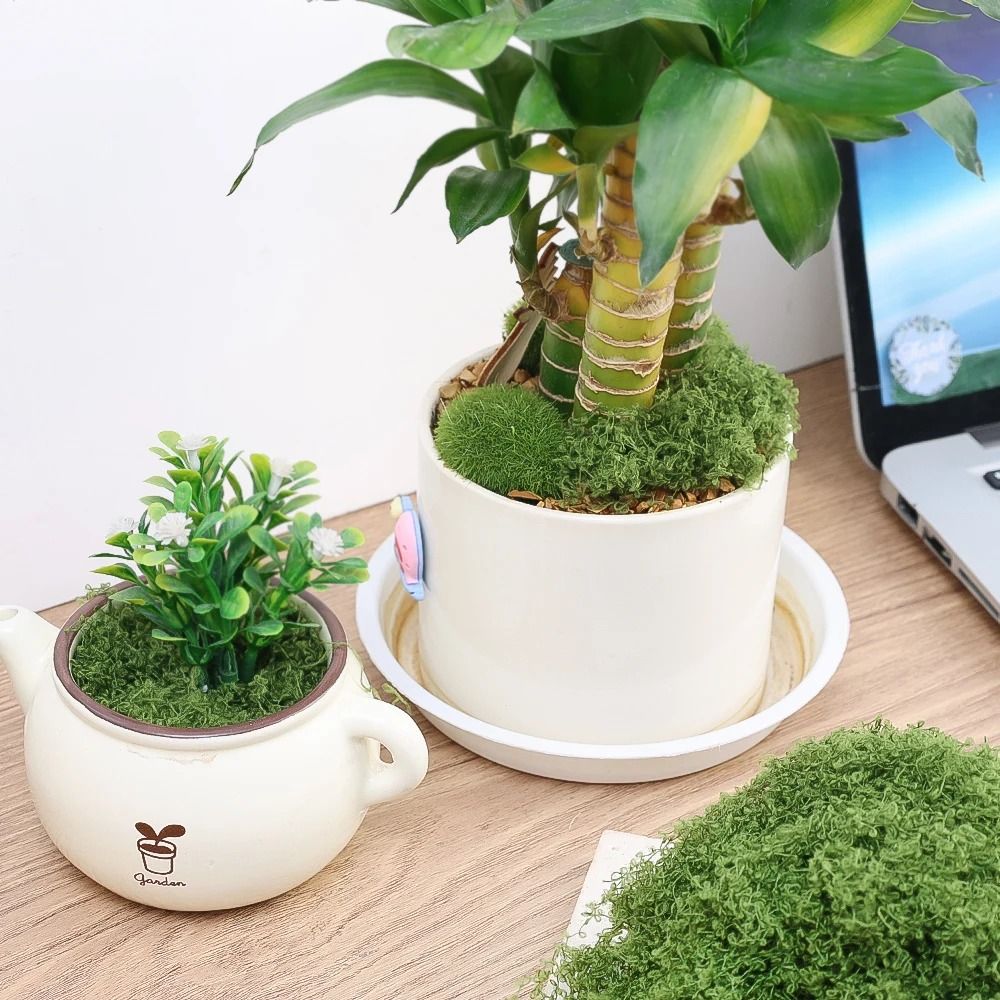 Botanical Architectural Eternal Life Simulated Moss 1