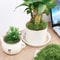 Botanical Architectural Eternal Life Simulated Moss 1