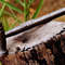 Custom Handmade Forged Damascus Chasing Hammer Rounded  Plain Head 1