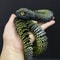 3D Printed Articulated Snake Fidget Toy Movable Joint Desk Ornament Stress Relief Gift 2025 10