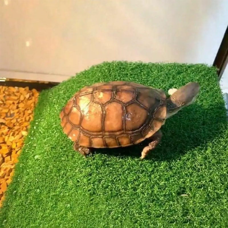 Premium Turtle Basking Platform With Simulated Grass Ramp AntiSlip Tortoise Terrace Dock For Aquat 2