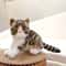 Lifelike American Shorthair Cat Plush Toy Realistic Stuffed Kitty Doll For Home Decor Kids Stress R 5