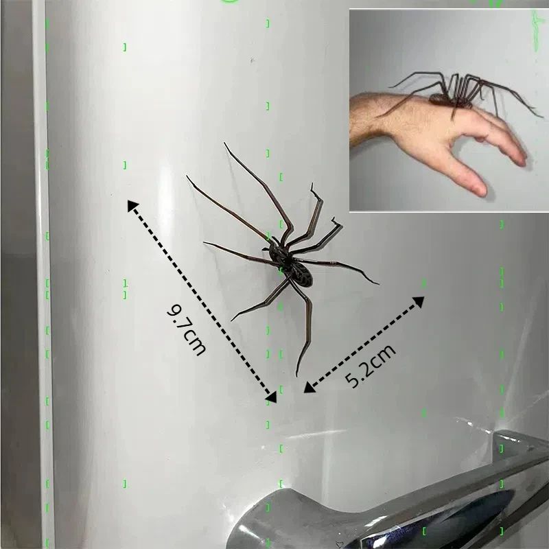 Realistic Spider Fridge Magnets Fun Novelty Magnetic Home Garage Decor 0