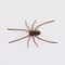 Realistic Spider Fridge Magnets Fun Novelty Magnetic Home Garage Decor 7