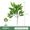 Artificial Eucalyptus Leaves Greenery Fake Flower Arrangement For Wedding Home Decor 16