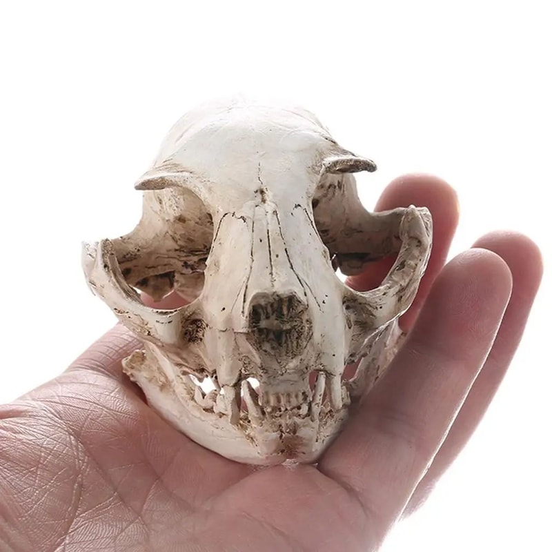 Realistic Resin Cat Skull Model Anatomical Animal Skeleton Decor For Teaching Collectibles 3