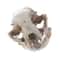 Realistic Resin Cat Skull Model Anatomical Animal Skeleton Decor For Teaching Collectibles 4