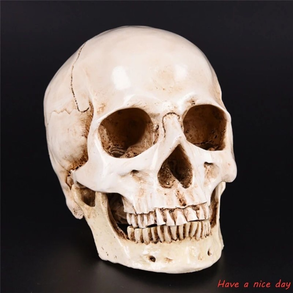 LifeSize Human Skull Resin Model Anatomical Head Replica Halloween Decor Medical Display 0