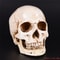 LifeSize Human Skull Resin Model Anatomical Head Replica Halloween Decor Medical Display 0