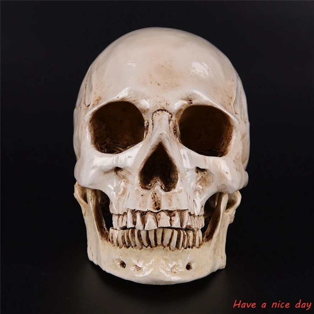 LifeSize Human Skull Resin Model Anatomical Head Replica Halloween Decor Medical Display 1