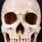 LifeSize Human Skull Resin Model Anatomical Head Replica Halloween Decor Medical Display 2
